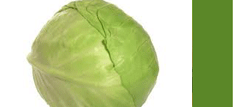 Cabbage