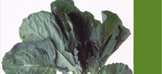 Collards