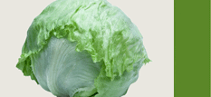 Lettuce